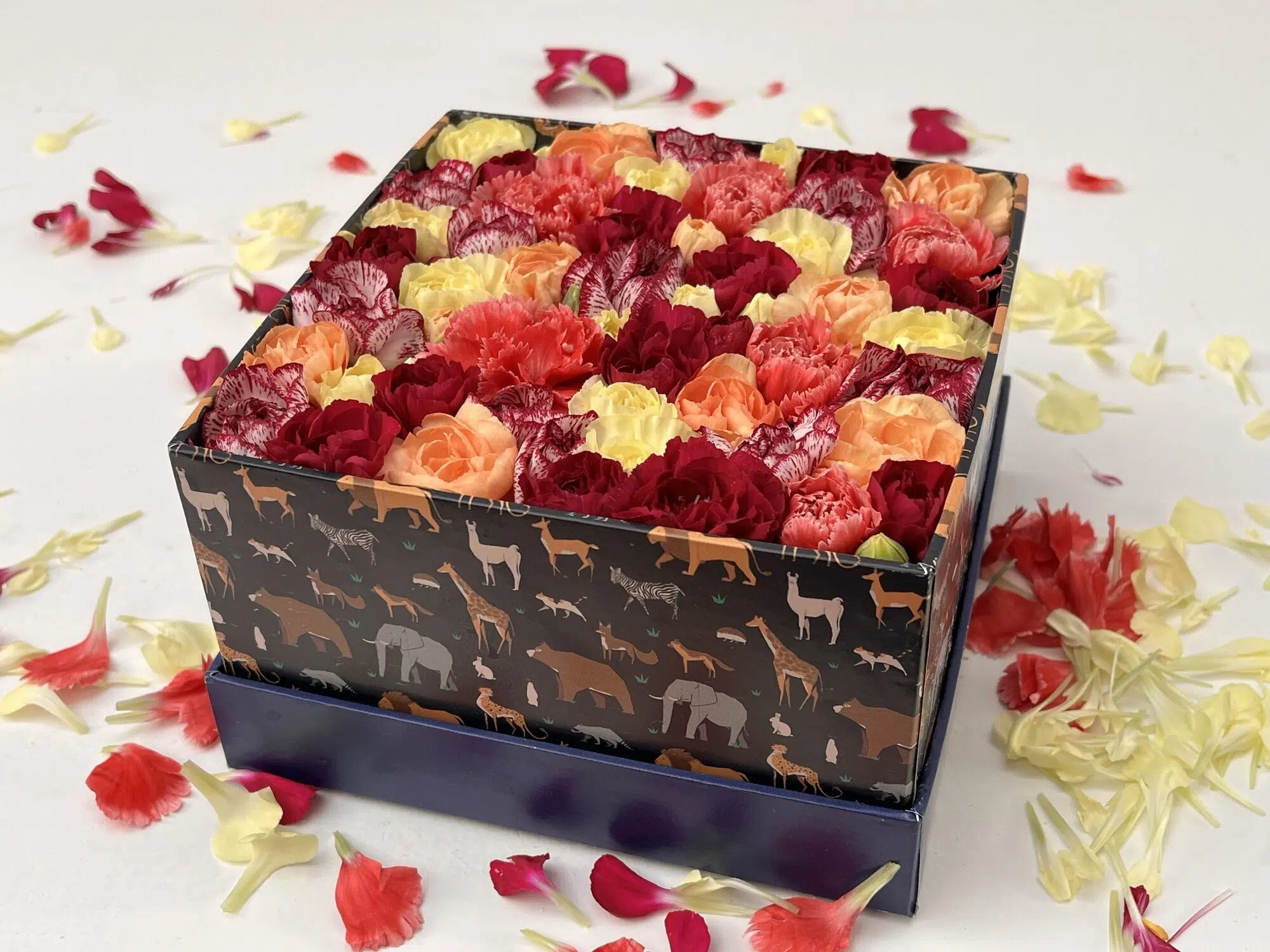 IMG_8870 Safari - Box de Cravinas Coloridas - Imagem 1