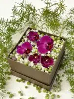 Sinfonia n.º 5 - Box de Mini Orquídea Phalaenópsis Pink