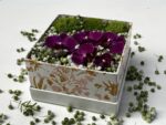 Vernissage - Box Exclusiva de Orquideas