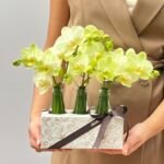 Ária  - Box de Mini Orquídeas