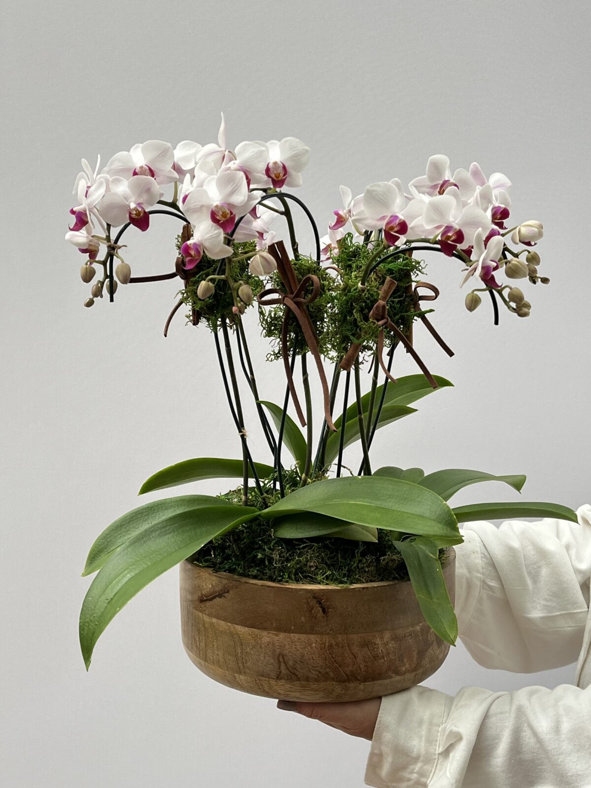 Ville Lumière - Mini Orquideas plantadas em cachepô - Imagem 1