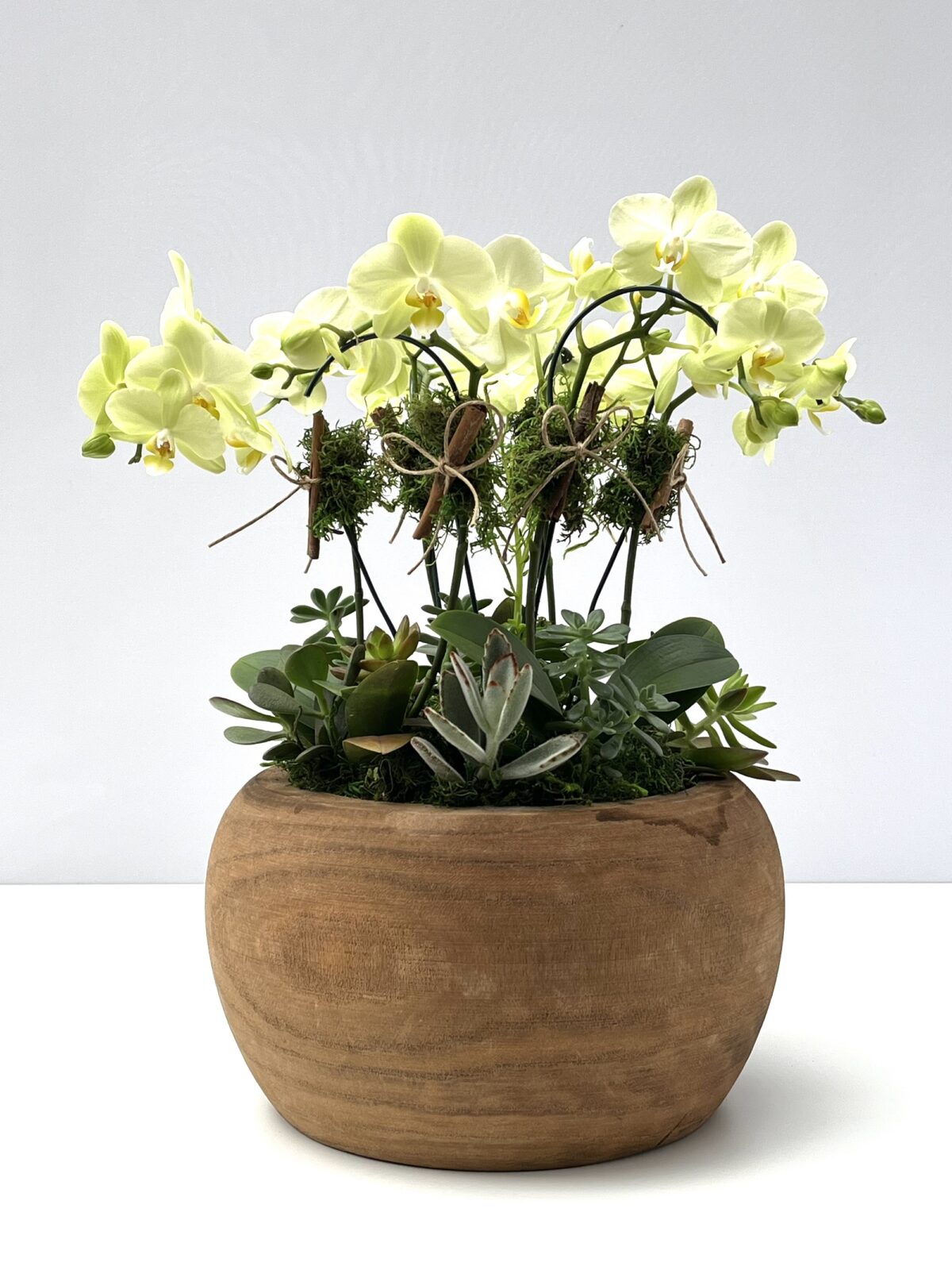 Milo - Arranjo de Mini Orquídeas Phalaenopsis Amarelas - Imagem 1