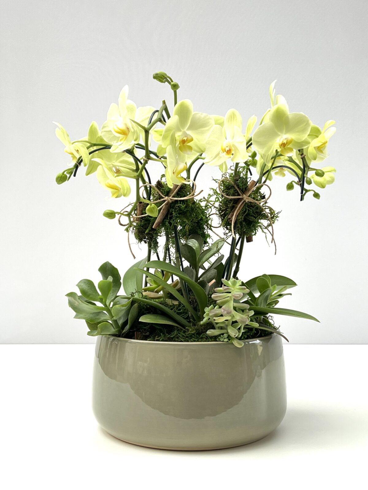 Jatte - Arranjo de Mini Orquídeas Amarelas - Imagem 1