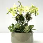 Jatte - Mini Orquídeas Amarelas