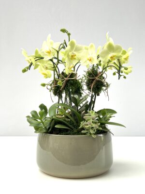 Jatte - Arranjo de Mini Orquídeas Amarelas