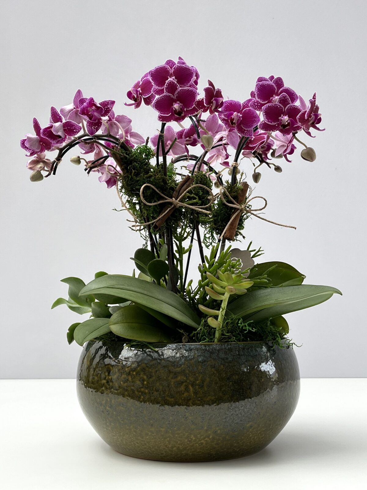 Hades - Mini Orquídeas Phalaenopsis Pink - Imagem 1