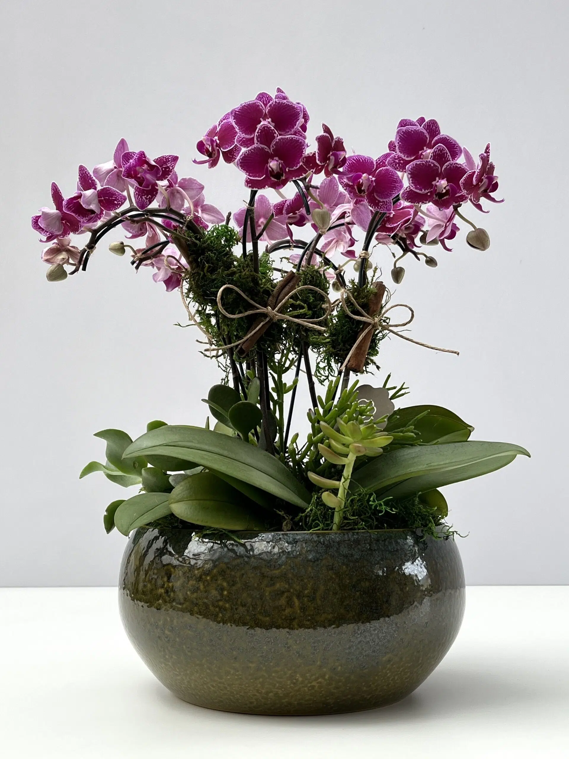 IMG_3560 Hades - Mini Orquídeas Phalaenopsis Pink - Imagem 1