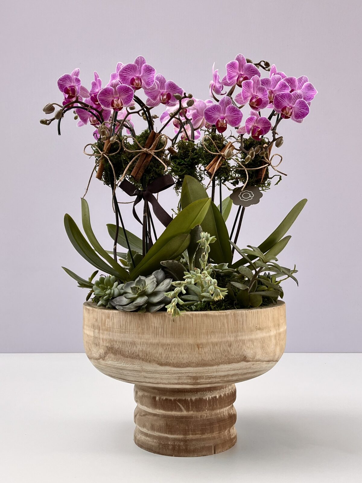 Jardiniere Rosé - Arranjo de Mini Orquideas plantadas rosa - Imagem 1