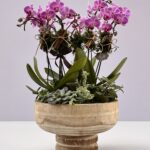Jardiniere Rosé - Arranjo de Mini Orquideas plantadas rosa