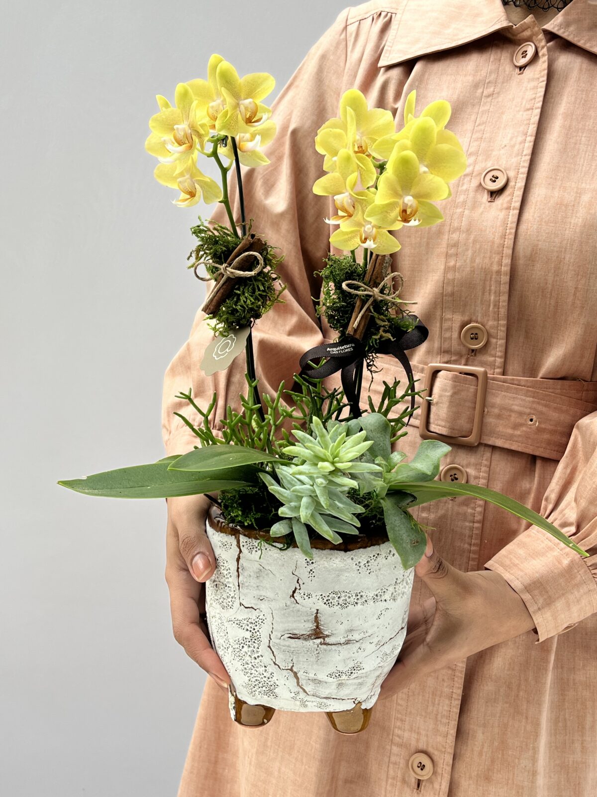 Rarity - Mini Orquídeas Phalaenospsis Amarelas - Imagem 1