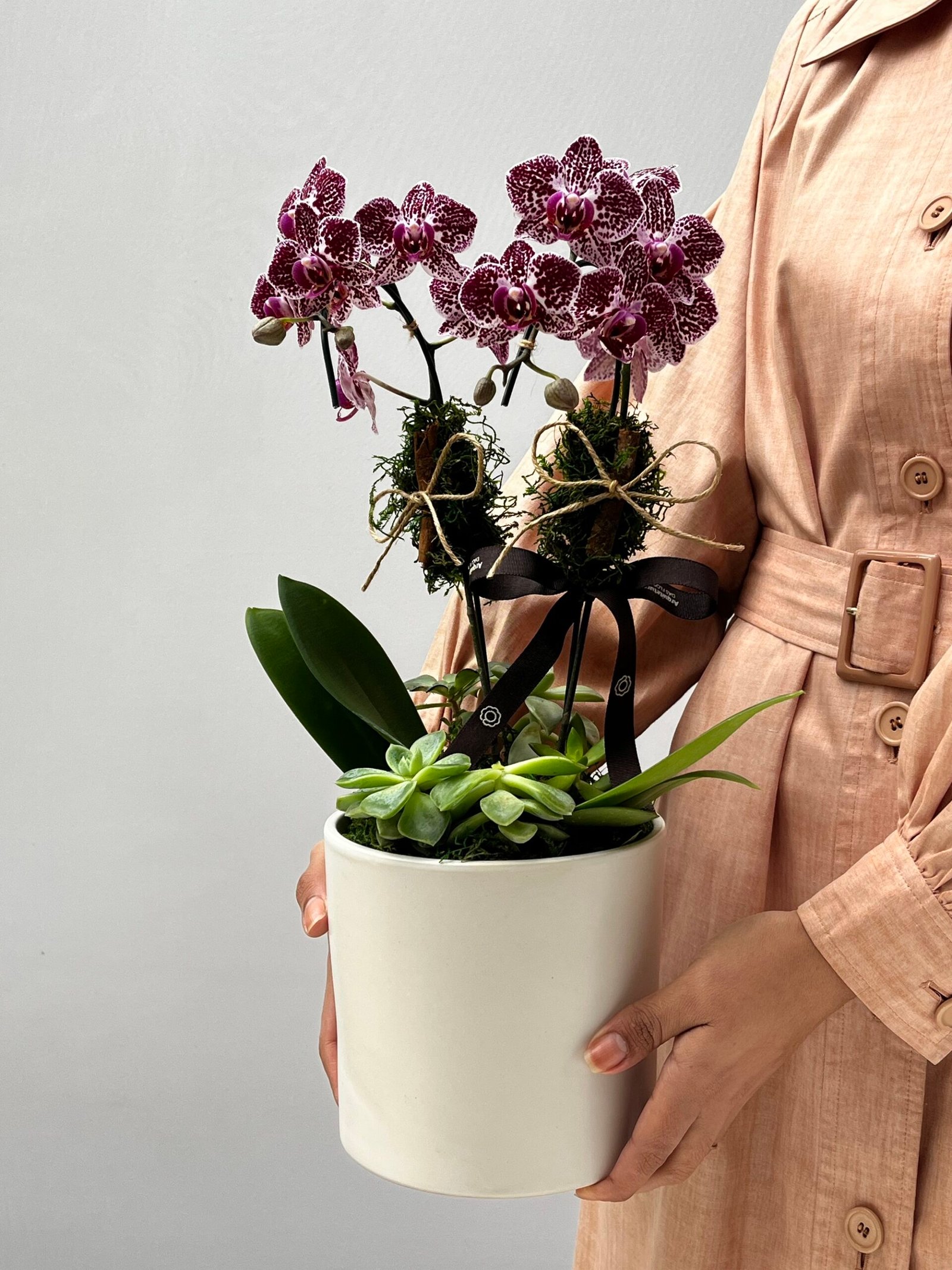Floricultura em Porto Alegre Pitcairn - Mini Orquídeas Phalaenopsis Pink - Imagem 1