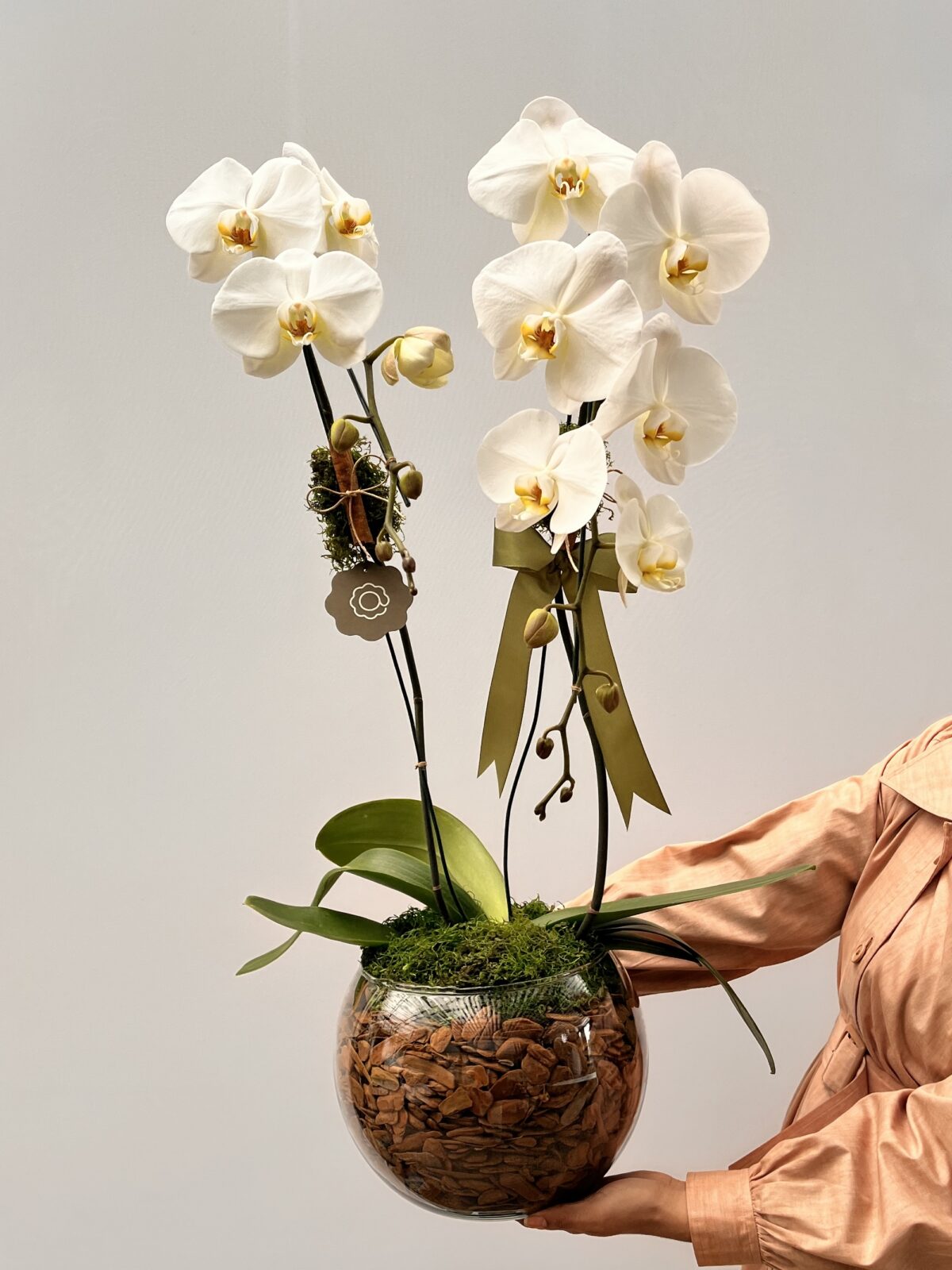 Abaular - Arranjo de Orquideas Phalaenopsis - Imagem 1