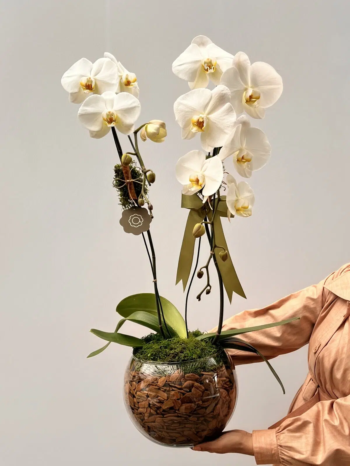 Abaular - Arranjo de Orquideas Phalaenopsis - Imagem 1