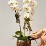Abaular - Orquideas Phalaenopsis