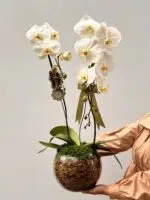 Abaular - Orquideas Phalaenopsis