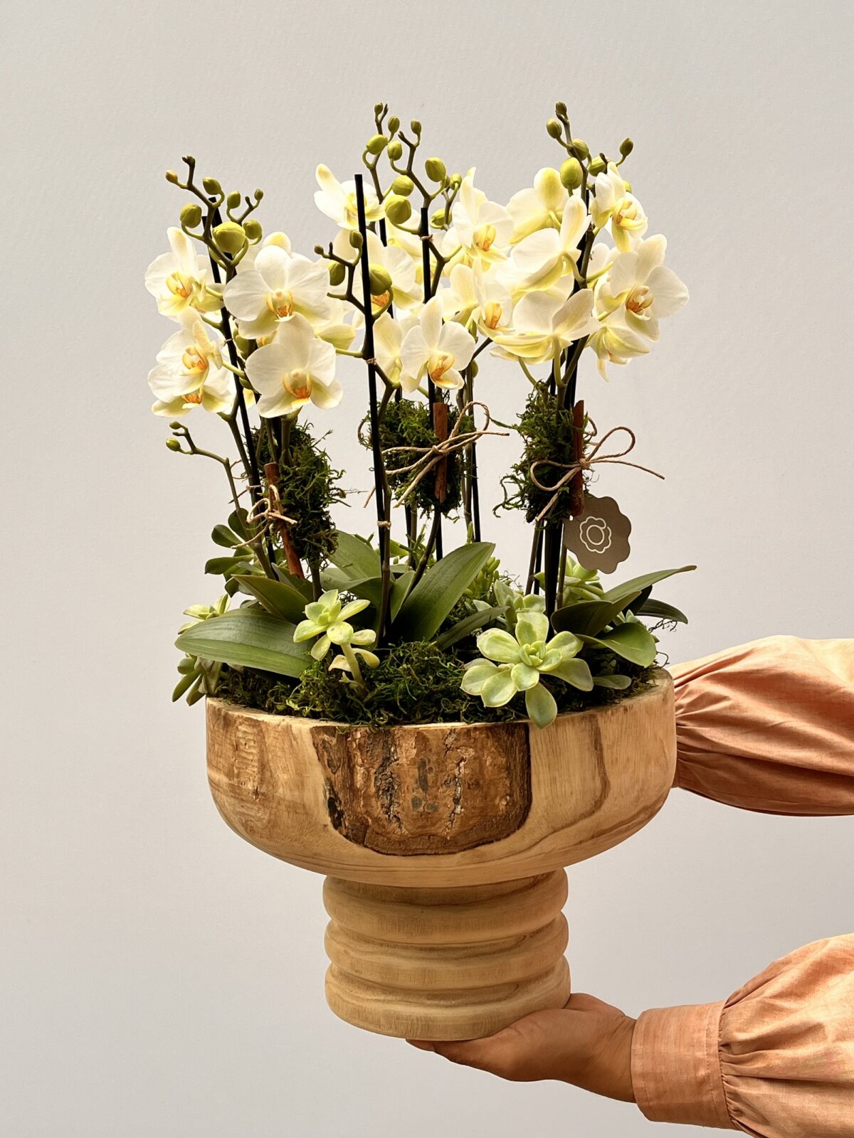 Aesthetic - Arranjo de Mini Orquideas - Imagem 1