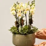 Arts e Crafts - Arranjo de Mini Orquídeas Phalaenópsis