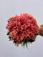 Vitalis - Buquê de Gérberas Cor-de-Rosa - Imagem 2