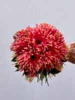 Vitalis - Buquê de Gérberas Cor-de-Rosa - Imagem 2