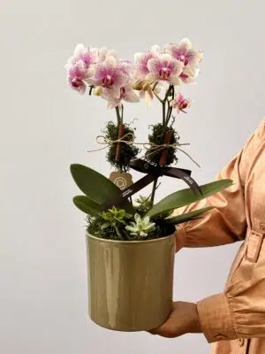 Rosée - Mini Orquídeas Phalaenópsis