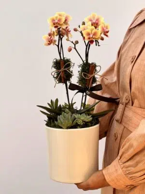Philadelphia - Mini Orquídeas Amarelas