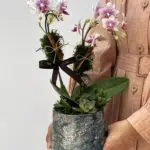 Luna di Fiore - Mini Orquídeas Phalaenopsis