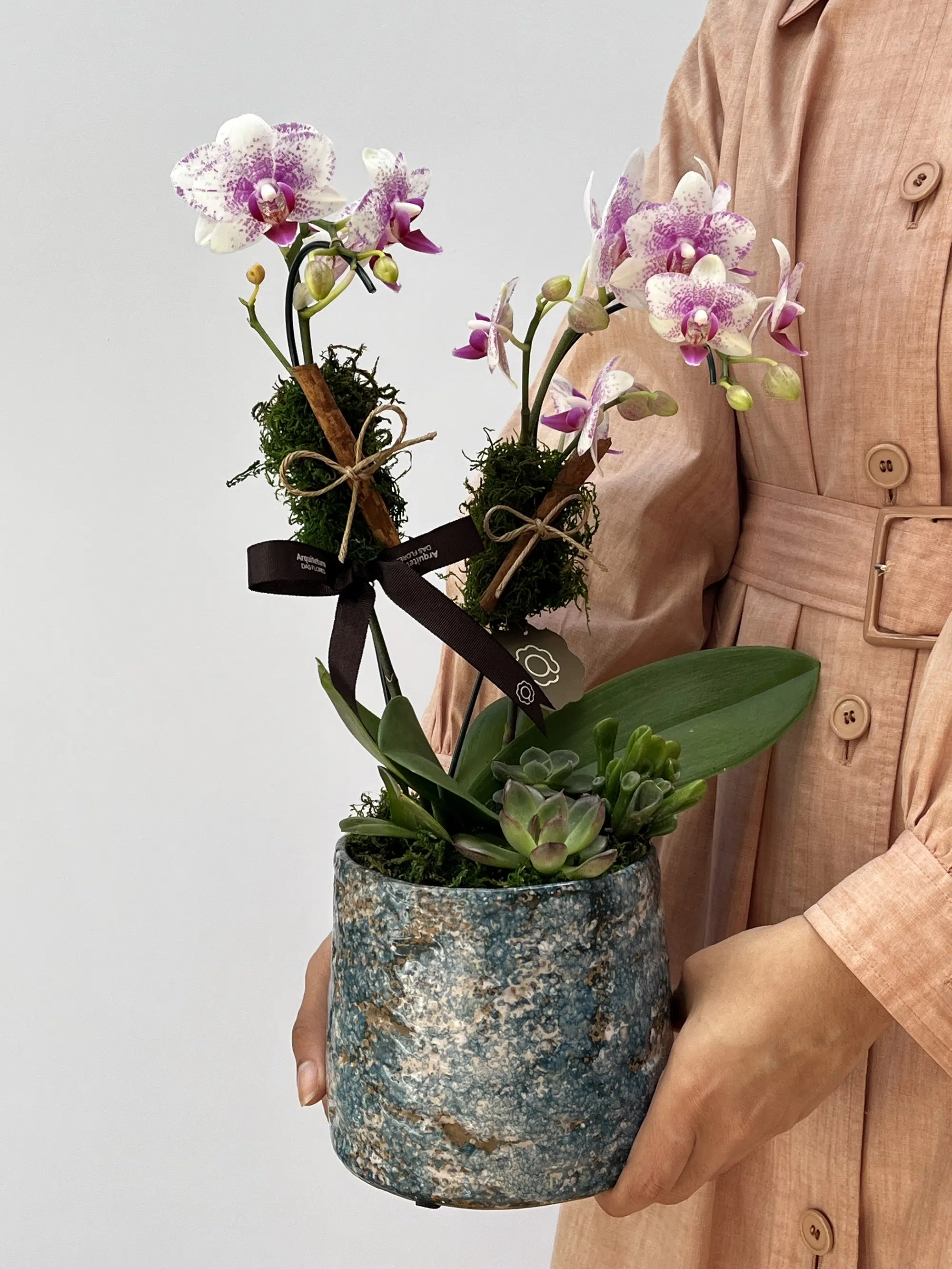 IMG_6710 Luna di Fiore - Mini Orquídeas Phalaenopsis - Imagem 1