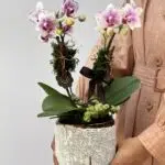Bianca Rosé - Mini Orquídeas Phalaenopsis