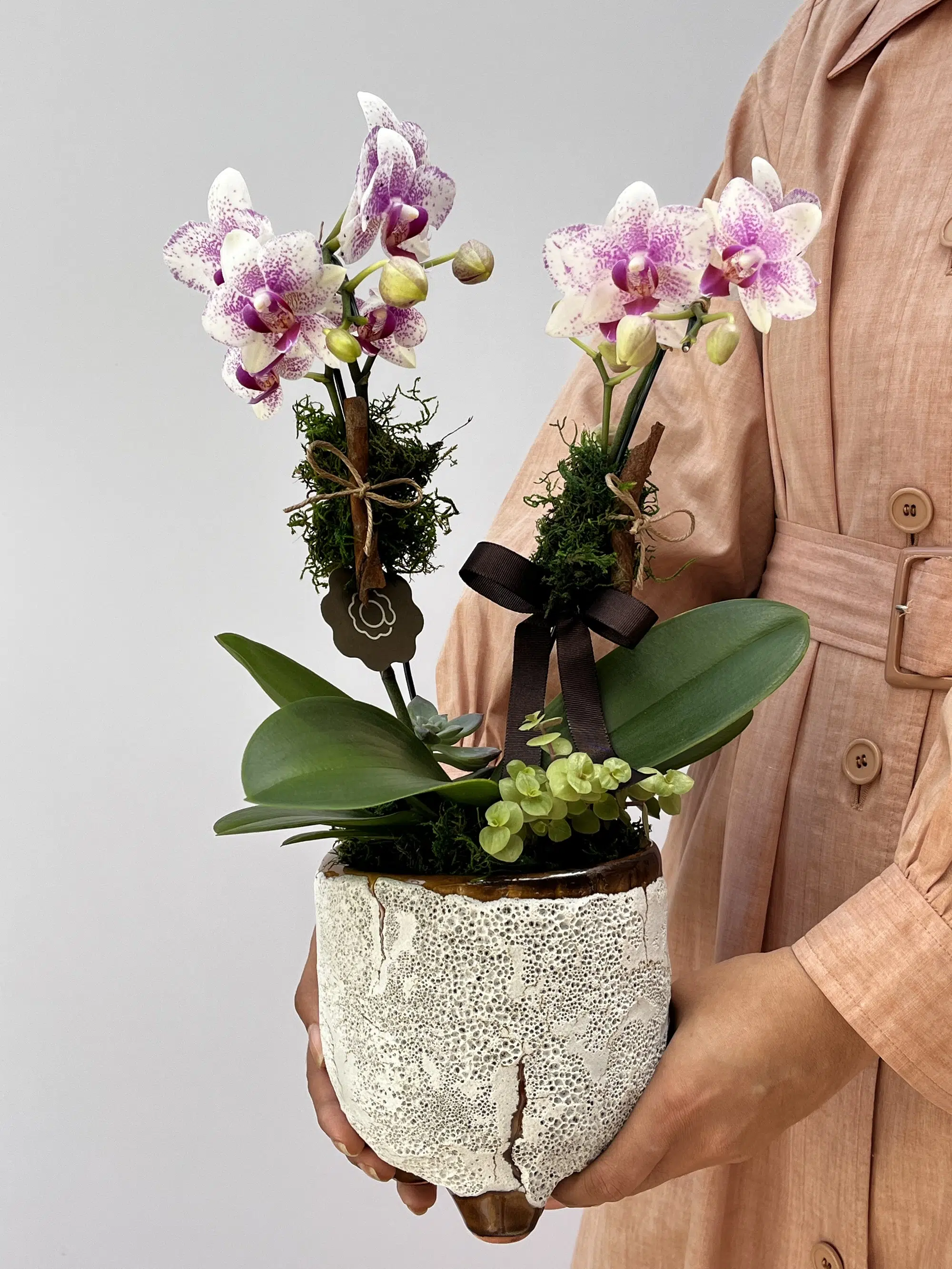 IMG_6712 Bianca Rosé - Mini Orquídeas Phalaenopsis - Imagem 1