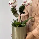 Rosella - Mini Orquídeas Phalaenopsis