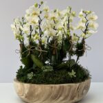 Essence Naturelle - Mini Orquídeas Phalaenópsis Brancas