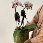 Greeny - Mini Orquídeas Phalaenopsis