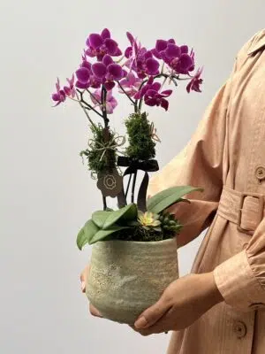 Ametista - Mini Orquídea Phalaenopsis