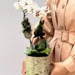 Small Luxury - Mini Orquídeas Phalaenópsis