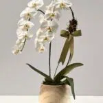 Torre de Pisa - Orquidea Phalaenopsis