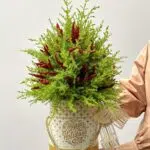 Energia de Natal - Arranjo de Tuias e Pimentas