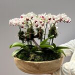 Valle Verde - Arranjo de Mini Orquídeas Phalaenópsis