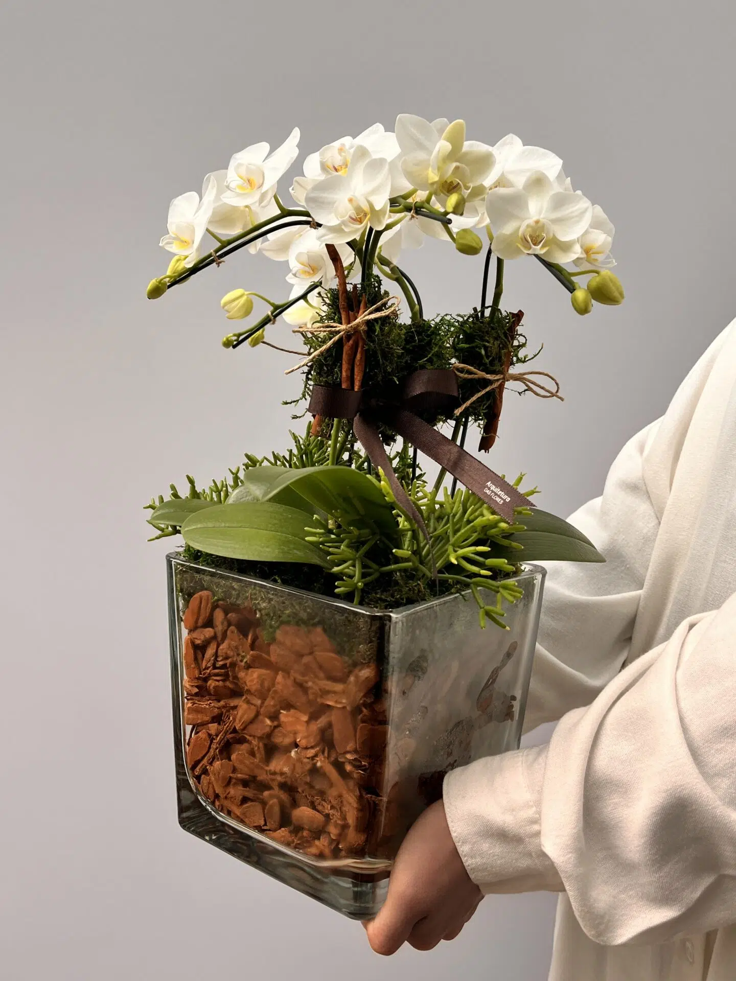 IMG_8888 Duetto Bianco - Mini Orquídeas Cascata - Imagem 1