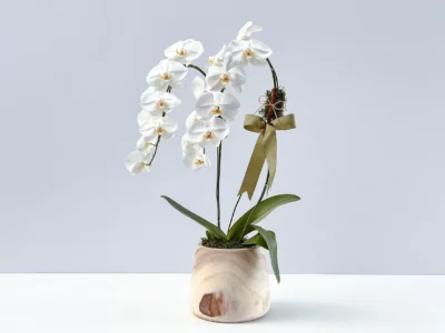 Orquídeas no verão: o guia de sobrevivência para manter o frescor
