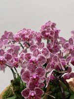Exubérance - Mini Orquídeas Phalaenópsis - Imagem 2