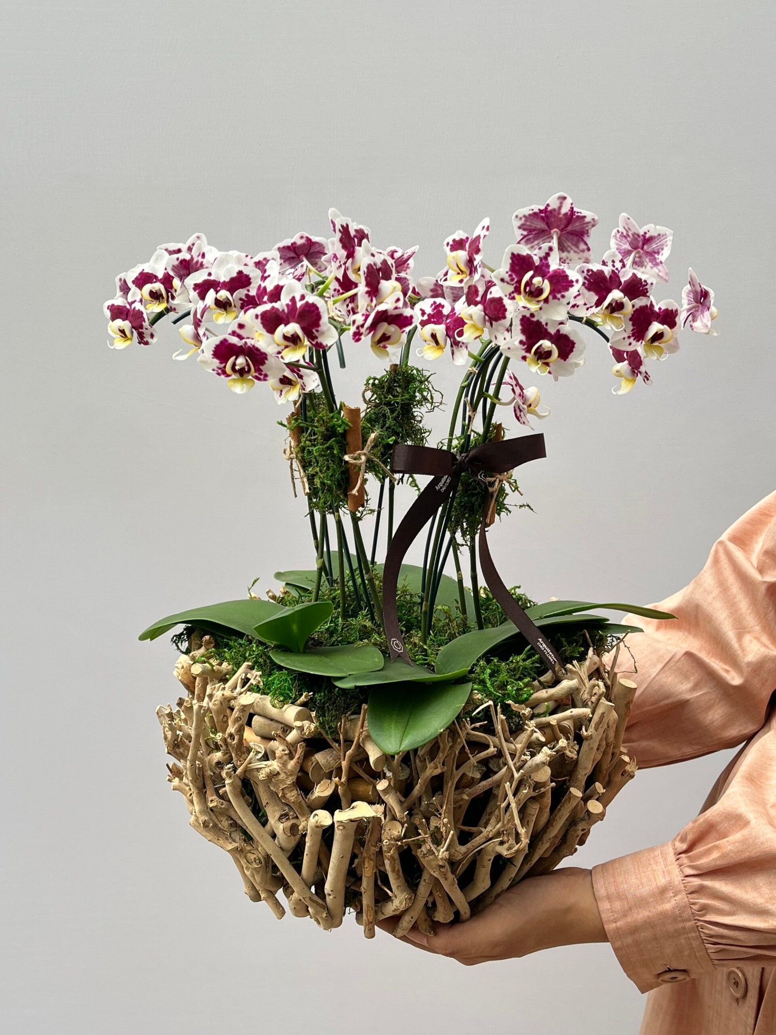 Floricultura Petropolis Origens - Mini Orquídeas Phalaenópsis - Imagem 1