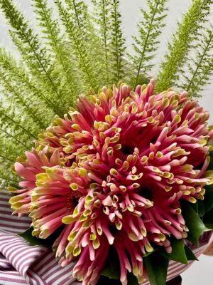 Floricultura Protasio Alves 2