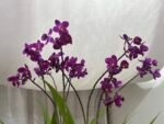 Orquídea Spathoglottis Roxa - Imagem 2