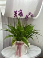 Orquídea Spathoglottis Roxa