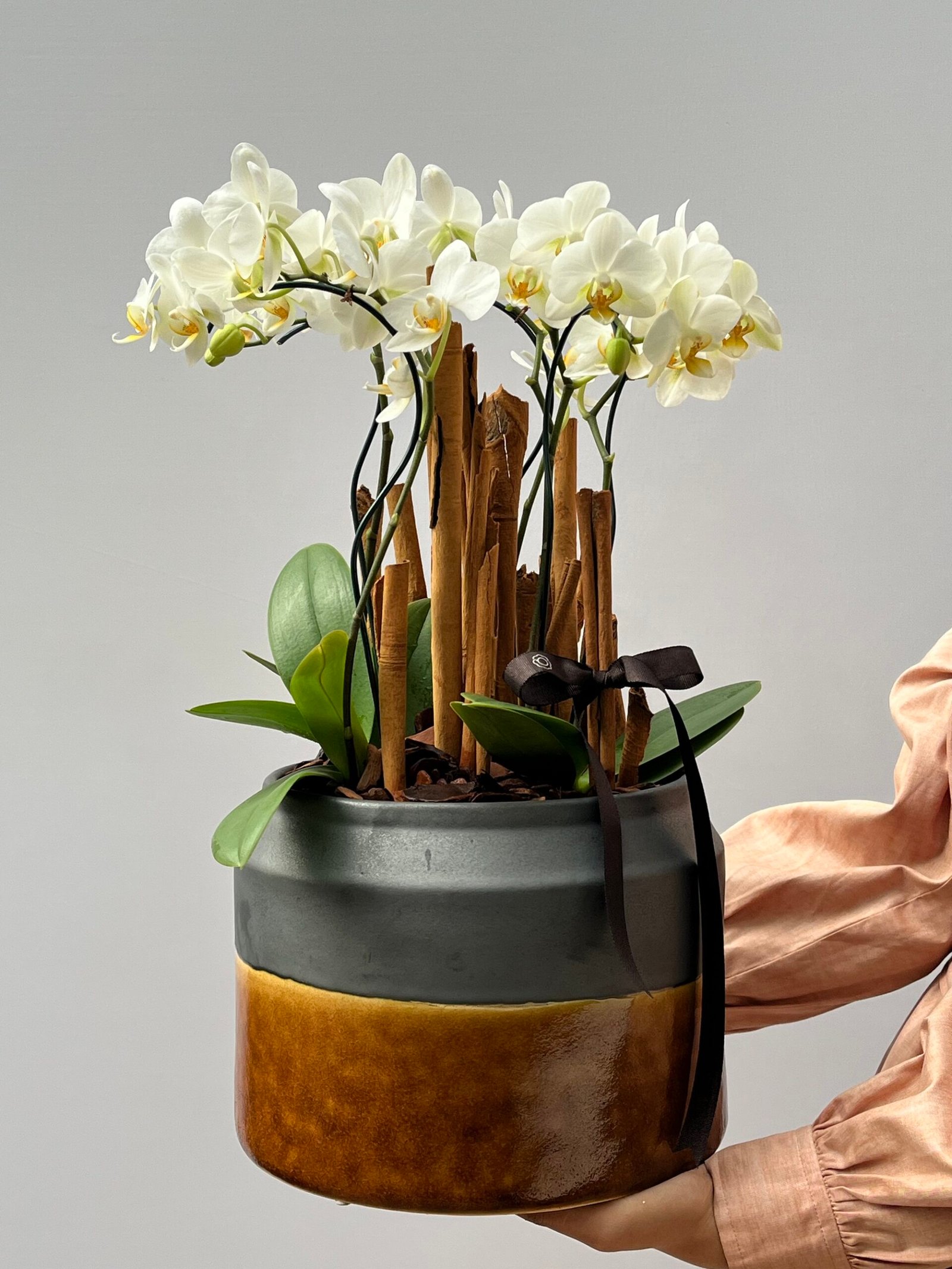 Orquídeas POrto Alegre Kyoto - Mini Orquídeas Phalaenópsis Branca - Imagem 1