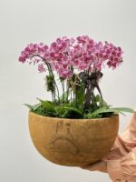 Exubérance - Mini Orquídeas Phalaenópsis