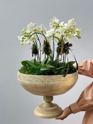 orquideas em gramado