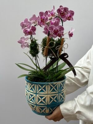 orquideas em gramado comprar orquideas