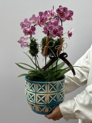 orquideas em gramado comprar orquideas scaled