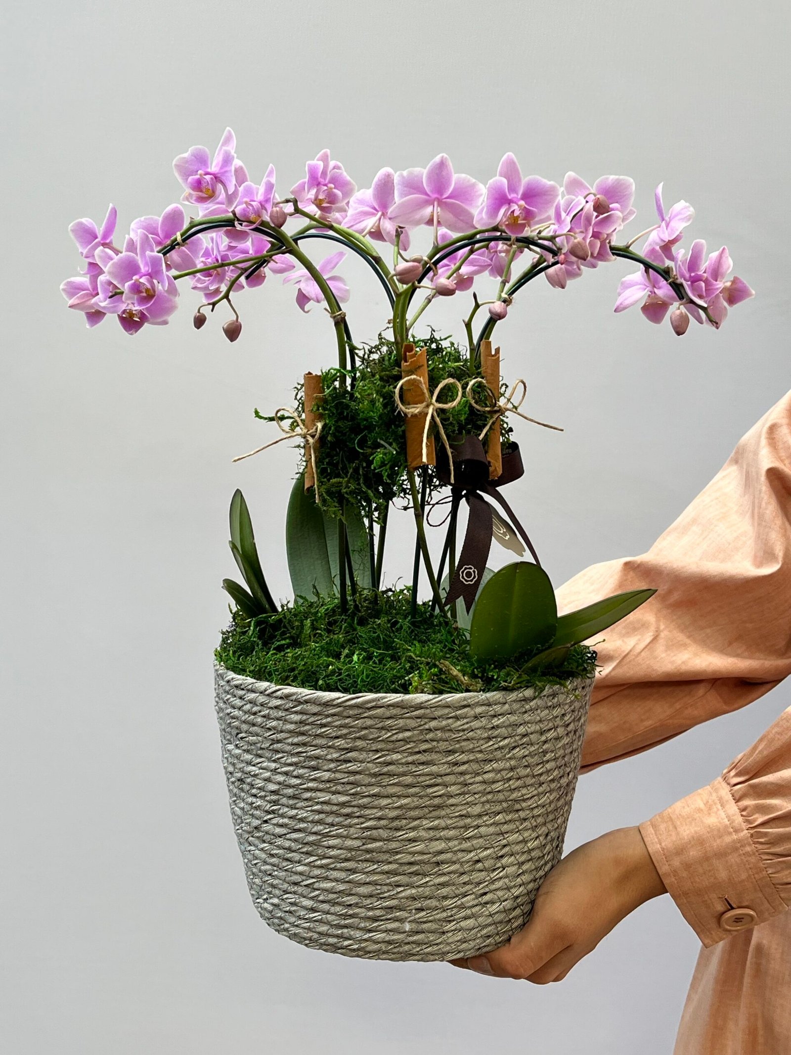 IMG_1474 Jardín Rosé - Mini Orquídeas Rosas - Imagem 1